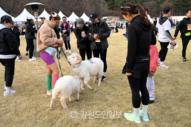 ▲ ‘더 크루 선셋 10km기부런’ 대회가 22일 춘천 강촌 일원에서 열린 가운데 한 참가자가 양과 함께 참가해 눈길을 끌고 있다. 김정호 기자