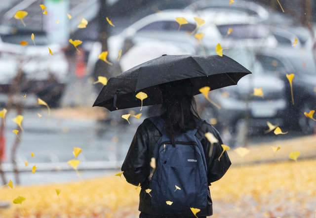 ▲ 전국 대부분 지역에 비가 내린 25일 대구 북구 경북대학교 캠퍼스에서 대학생이 우산을 쓰고 은행나무 아래를 지나가고 있다. 연합뉴스