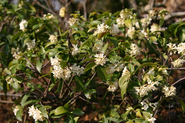 겨울 정원에 퍼지는 상서로운 향기...1월의 정원식물 '백서향' - 뉴스 썸네일 이미지