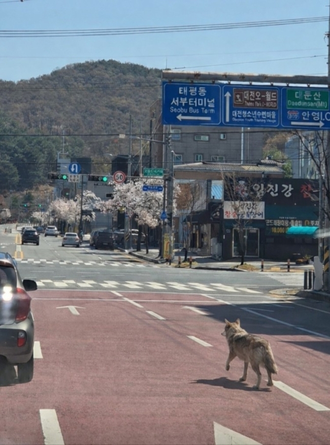 대전 관련 이미지 4