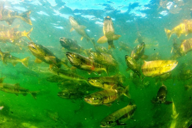 ['강원형 K-연어' 동해안 미래 전략산업이 되다] 1.첨연어 모천 동해안 ... - 뉴스 썸네일 이미지