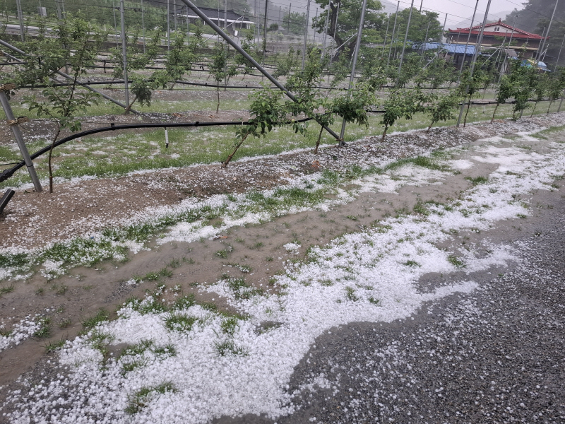 축구장 100개 면적 밭 초토화… 우박에 농심도 멍들었다