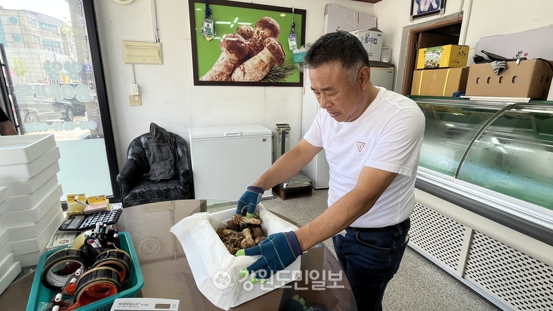 생산량 늘어도 ㎏당 100만 원… 양양송이 풍년에도 울상 짓는 상인들