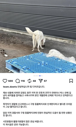 길고양이를 반려견 먹이로?… SNS 공분 확산