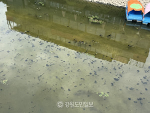 “물 위에 저거 뭐지?” 춘천 공지천에 청태소동