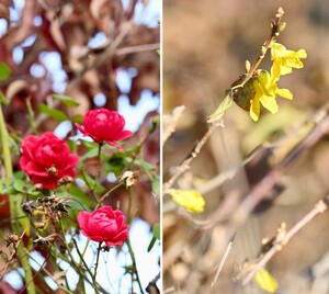 철 잊은 장미·개나리 활짝