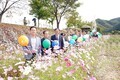 홍천 서석코스모스축제 성황